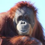 12 Breves e interessantes curiosidades sobre o Orangotango