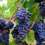 15 Curiosidades sobre o cultivo, utilidade e importância das uvas