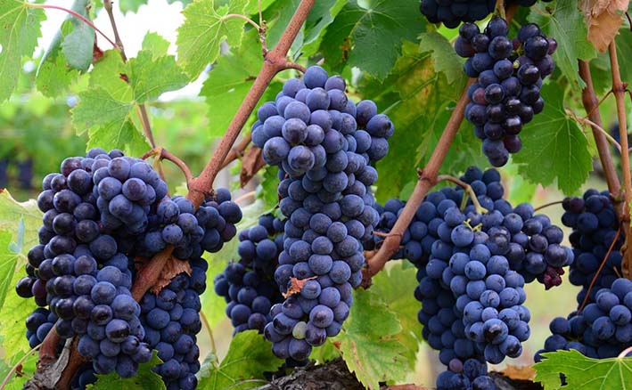 15 Curiosidades sobre o cultivo, utilidade e importância das uvas