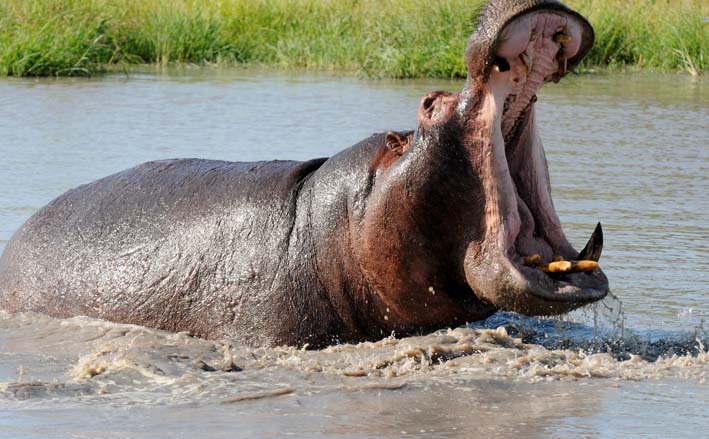 Informações curiosas sobre os perigosos hipopótamos