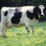 Confira 25 curiosidades sobre a família dos bovinos