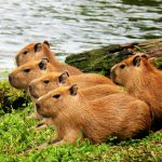 Curiosidades sobre as capivaras e outro mamíferos brasileiros
