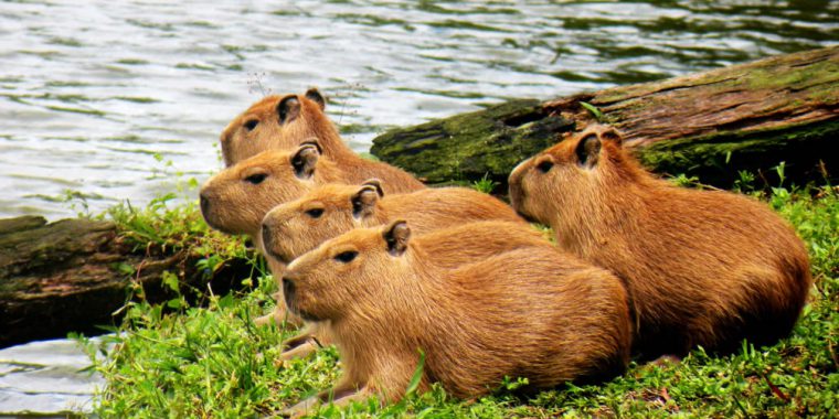 Curiosidades sobre as capivaras e outro mamíferos brasileiros