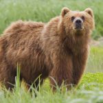 28-Informacoes-muito-curiosas-sobre-os-ursos