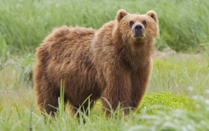 28-Informacoes-muito-curiosas-sobre-os-ursos