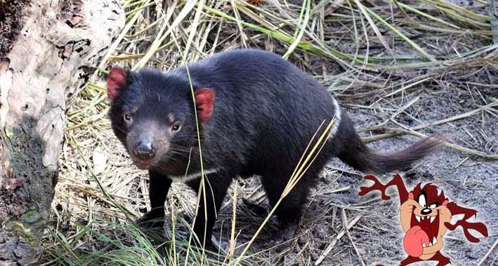 Diabo da Tasmânia: Curiosidades sobre o animal que inspirou o Taz
