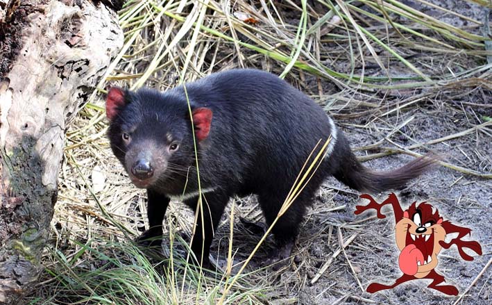 Diabo da Tasmânia: Curiosidades sobre o animal que inspirou o Taz