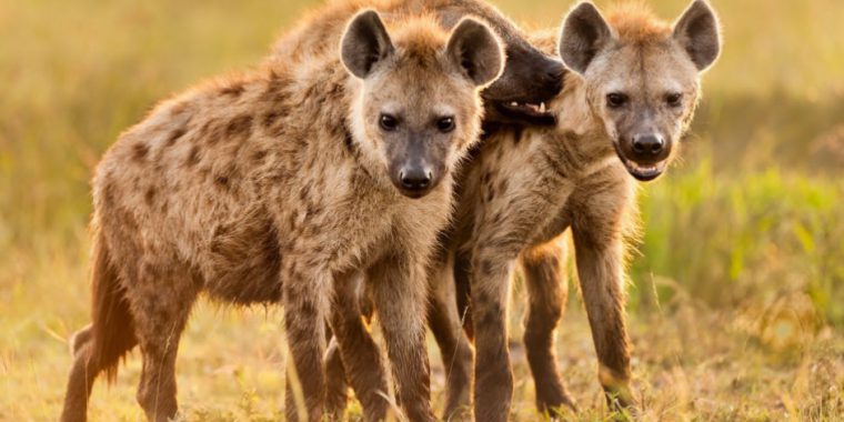 10 Curiosidades sobre as Hienas