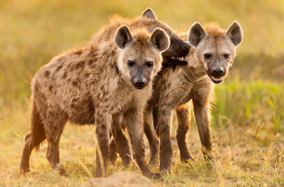 10 Curiosidades sobre as Hienas