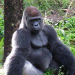 15 Curiosidades interessantes sobre os Gorilas