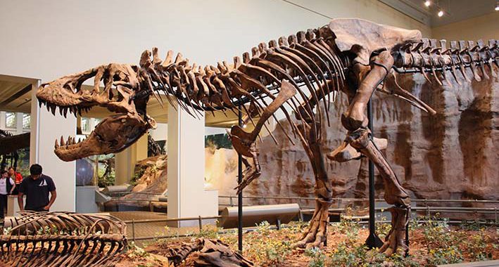 15 Pequenas curiosidades sobre um grande dino: O Tiranossauro